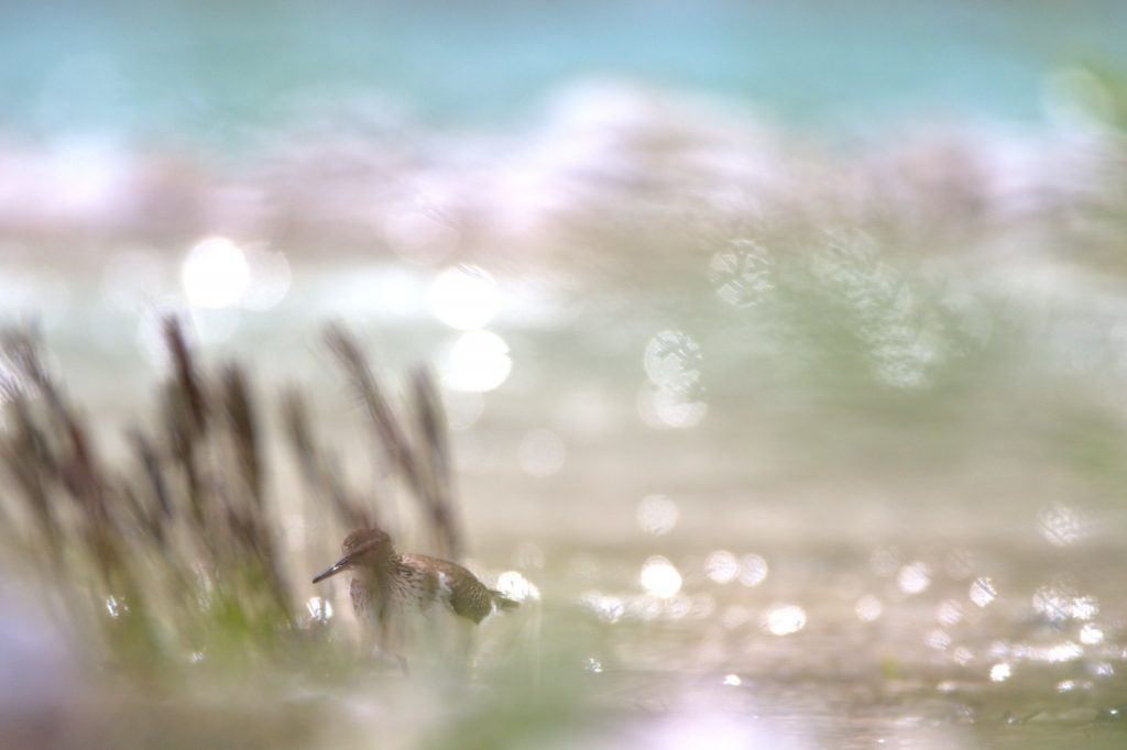 Versteck des Flussuferläufers am Inn-Ufer © Calvin Frees